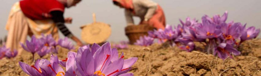 SAFFRON