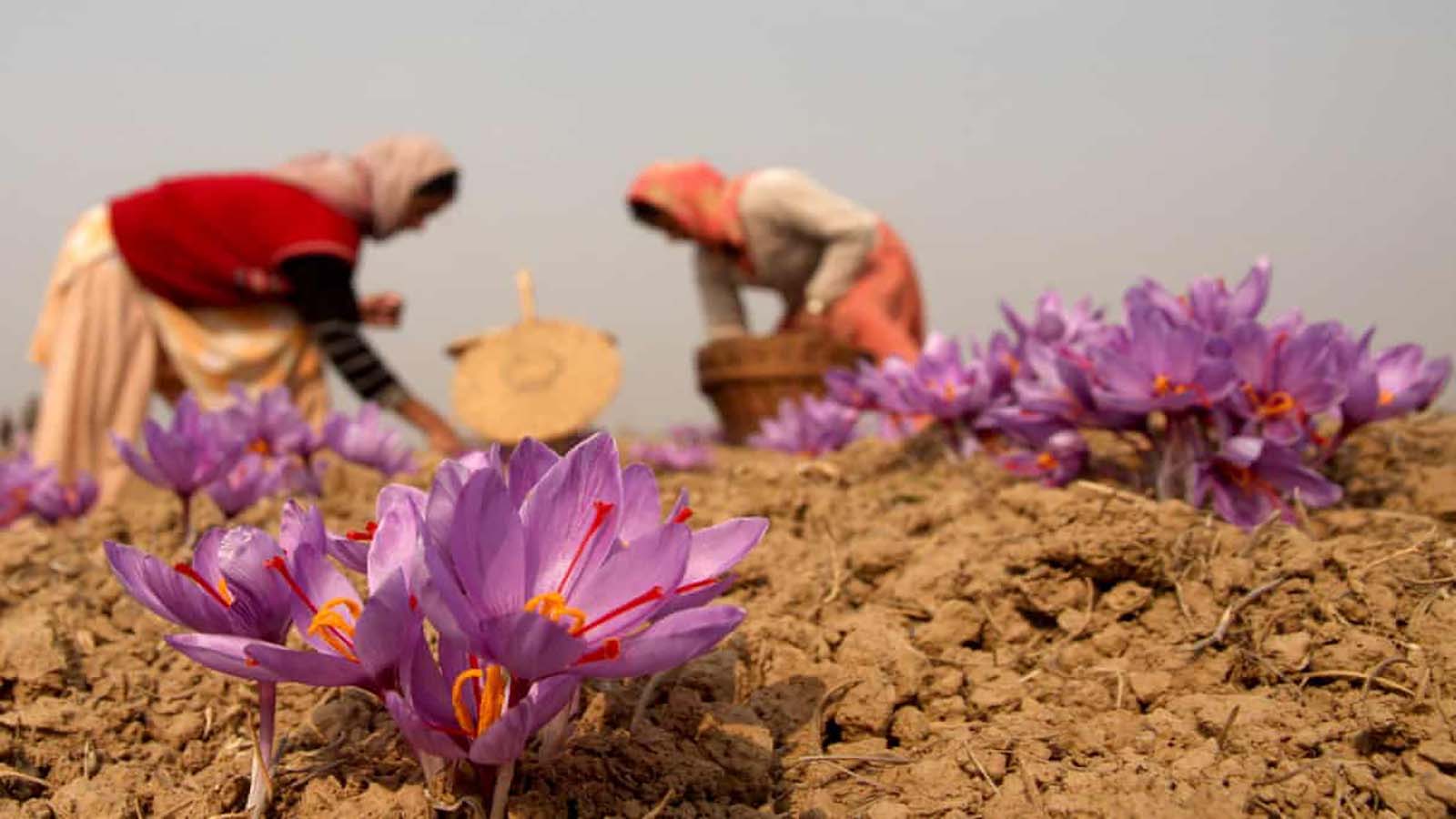 SAFFRON